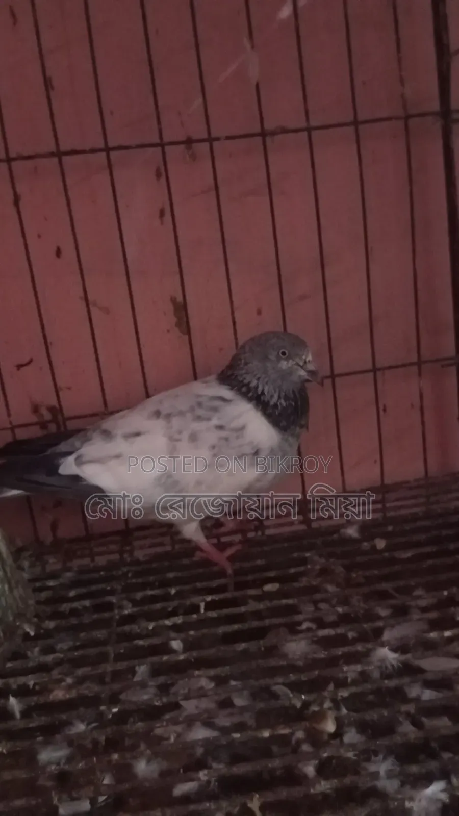 Running Breeding Pair of Fancy Bagha Pigeons