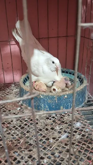 Running Breeding Pair of Fancy Bagha Pigeons