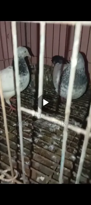 Running Breeding Pair of Fancy Bagha Pigeons