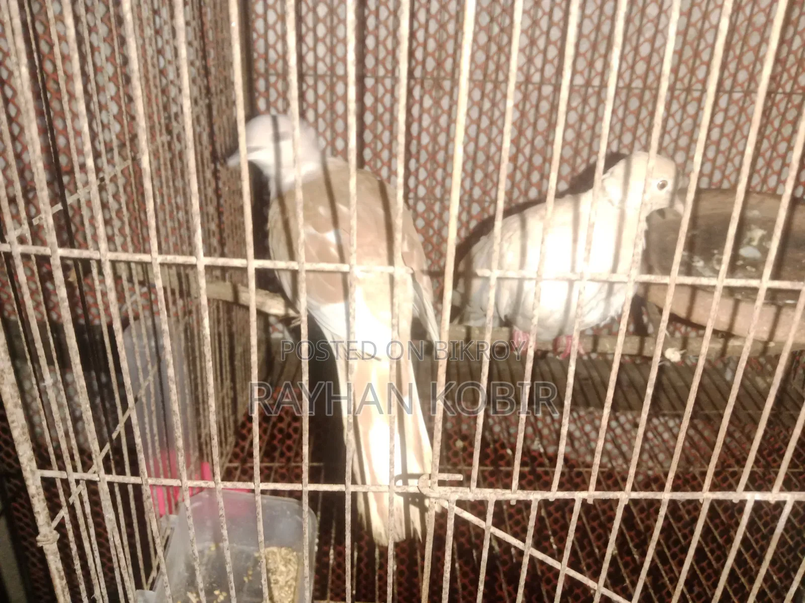 অস্ট্রেলিয়ান ঘুঘু