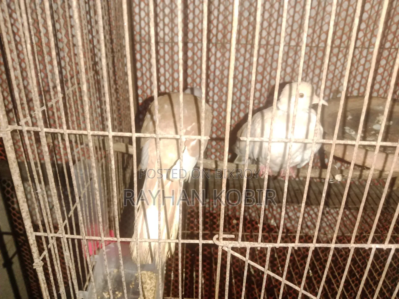 অস্ট্রেলিয়ান ঘুঘু