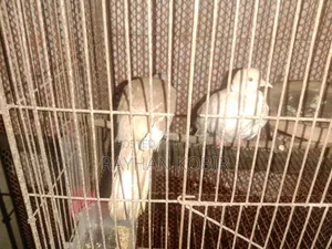 অস্ট্রেলিয়ান ঘুঘু