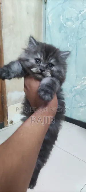 ১-৩ মাস বয়সী নর পিওরব্রেড পার্সিয়ান