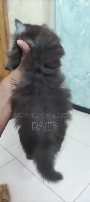 ১-৩ মাস বয়সী নর পিওরব্রেড পার্সিয়ান