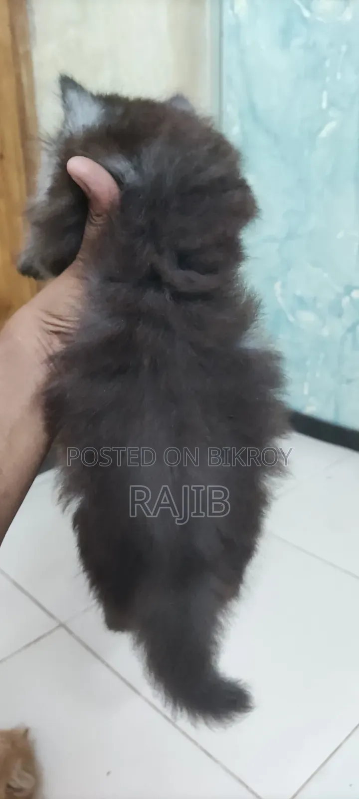 ১-৩ মাস বয়সী নর পিওরব্রেড পার্সিয়ান