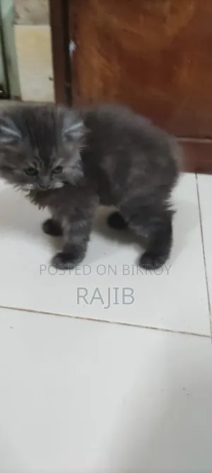 ১-৩ মাস বয়সী নর পিওরব্রেড পার্সিয়ান