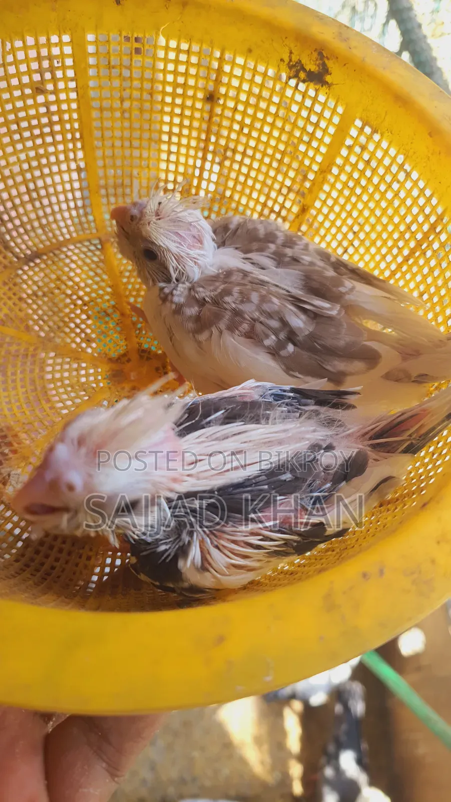 Cockatiel Baby