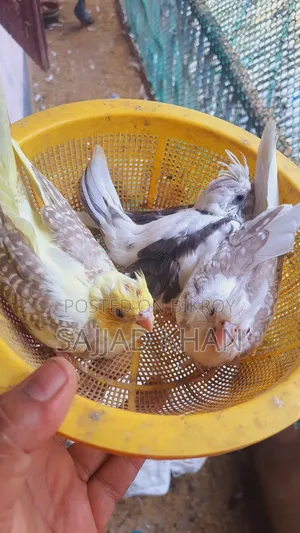 Cockatiel Baby