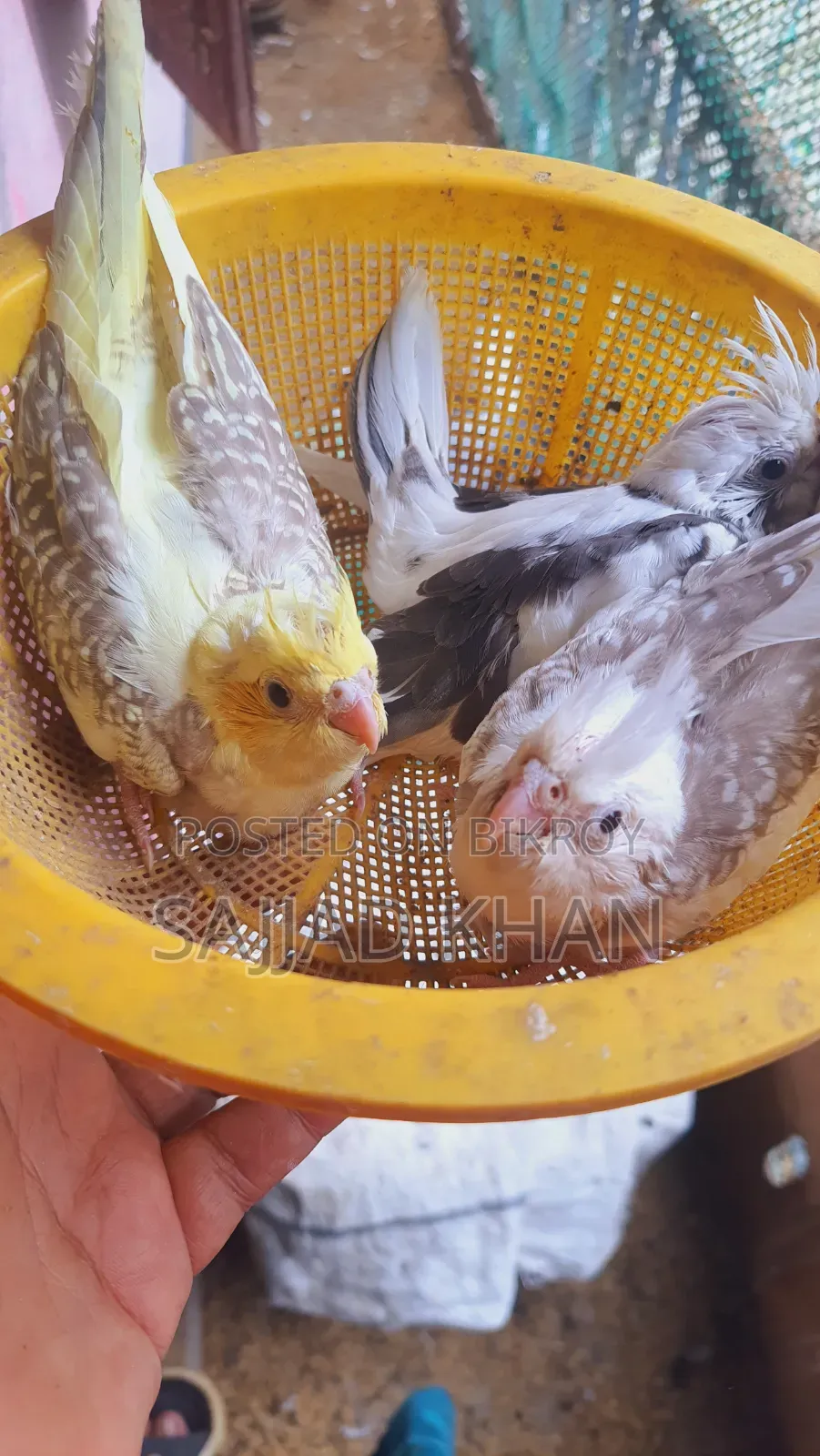 Cockatiel Baby