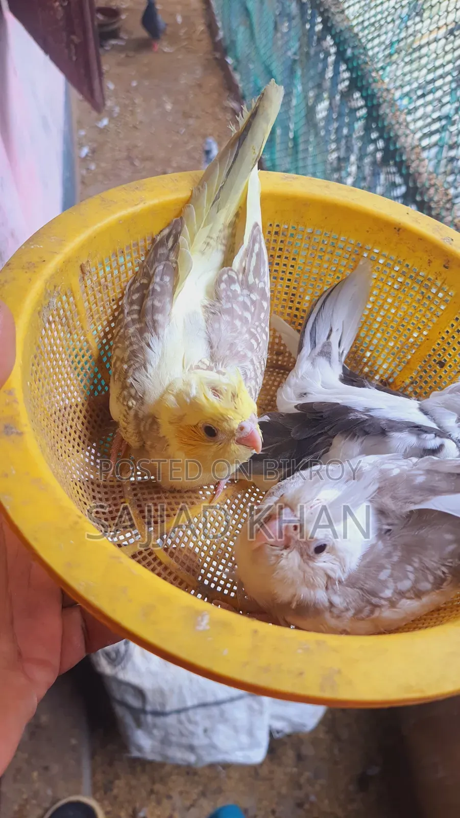 Cockatiel Baby