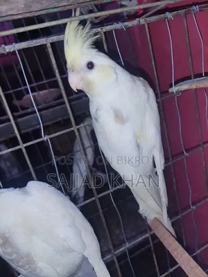 Cockatiel Creamface Female