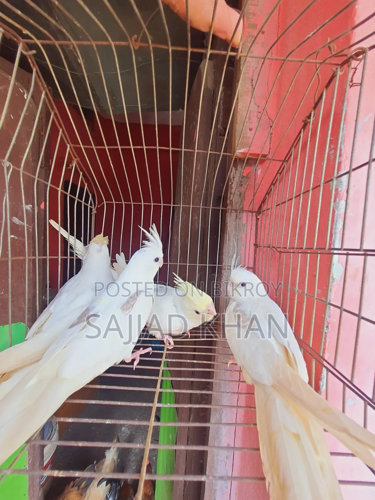 Cockatiel Creamface Female