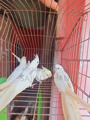 Cockatiel Creamface Female