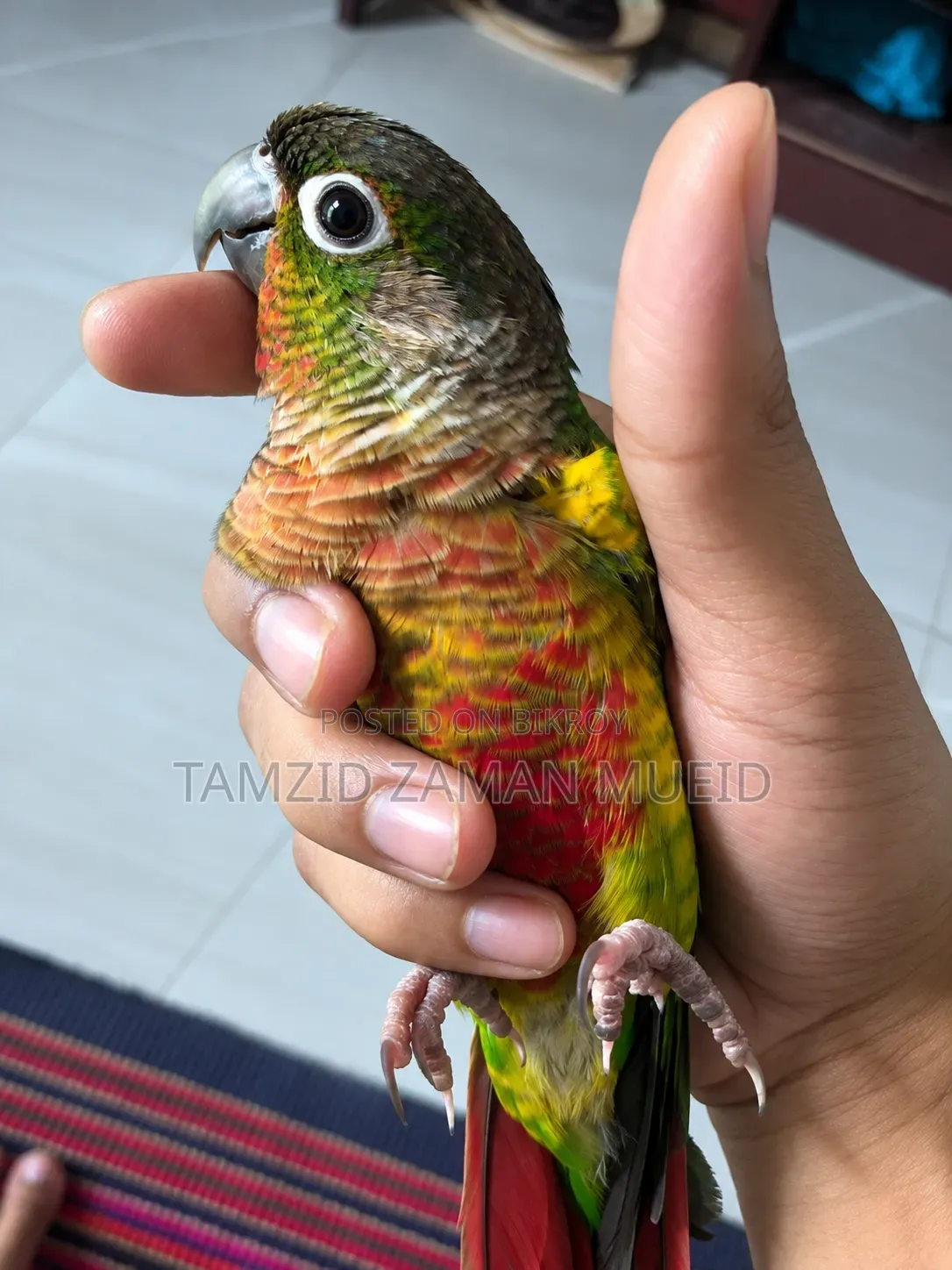 Friendly Conure Bird