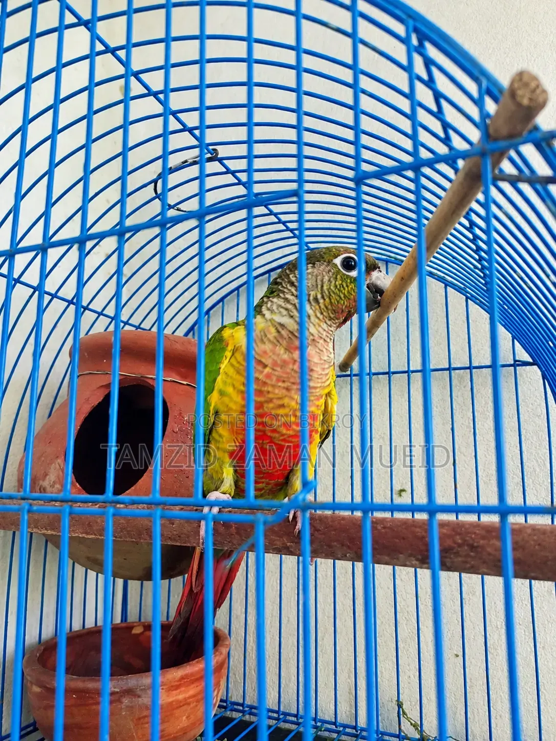 Friendly Conure Bird