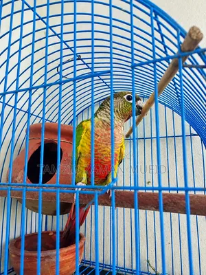 Friendly Conure Bird