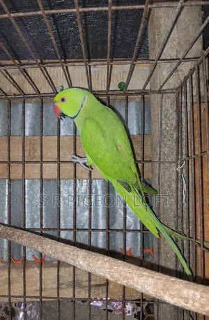 One Piece Male Ringneck Parrot