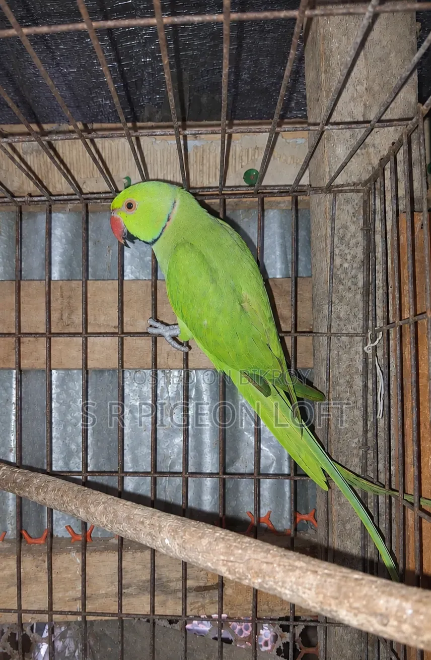 One Piece Male Ringneck Parrot