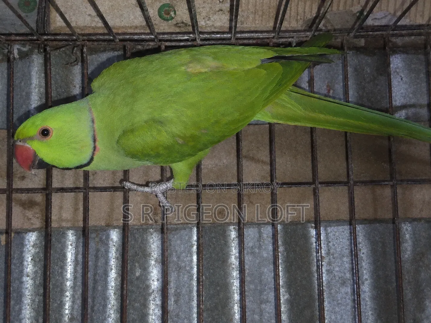 One Piece Male Ringneck Parrot