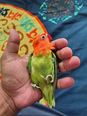 Super Tame Love Bird