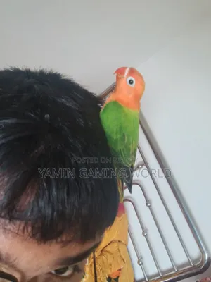 Super Tame Love Bird