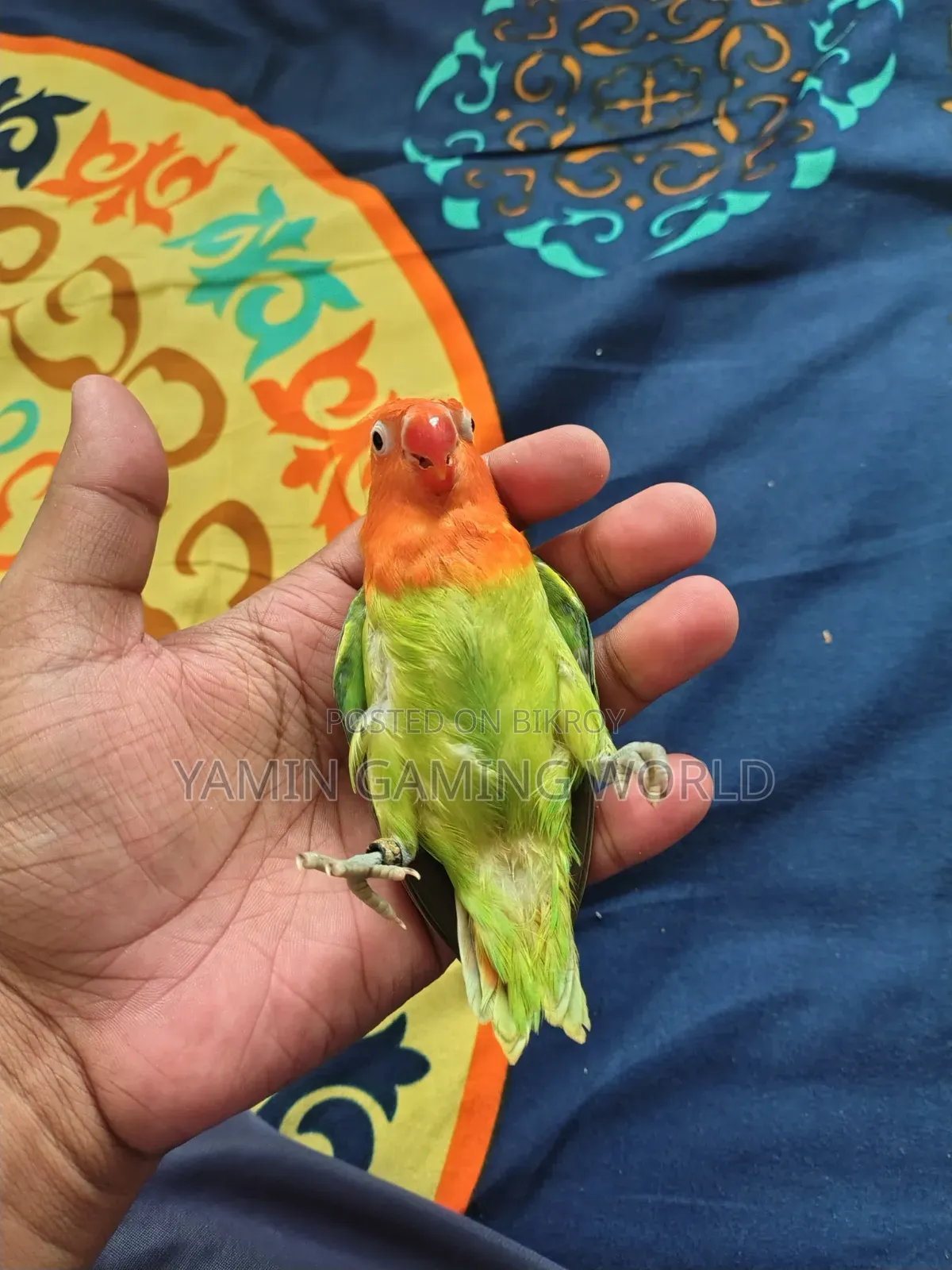 Super Tame Love Bird