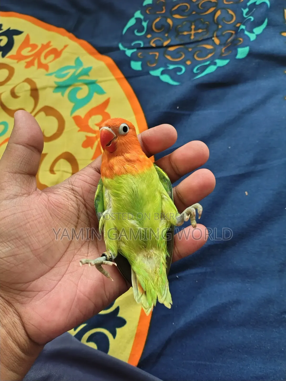 Super Tame Love Bird