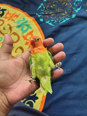 Super Tame Love Bird