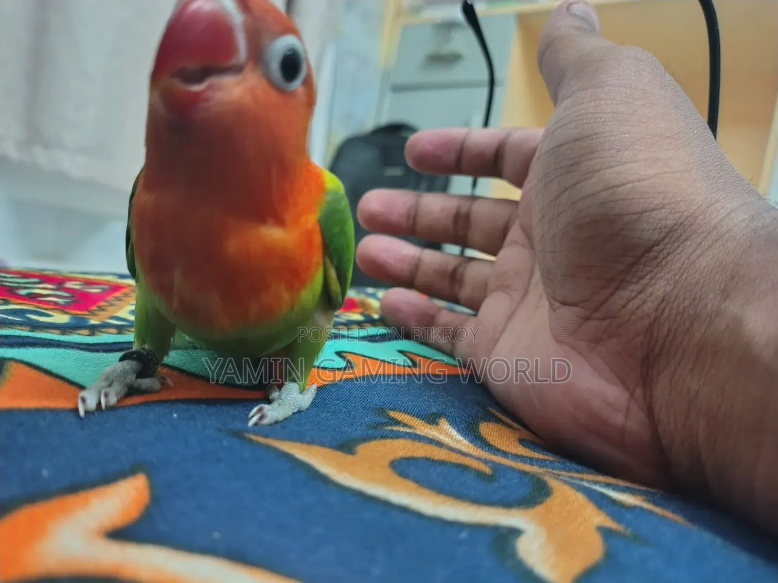 Super Tame Love Bird