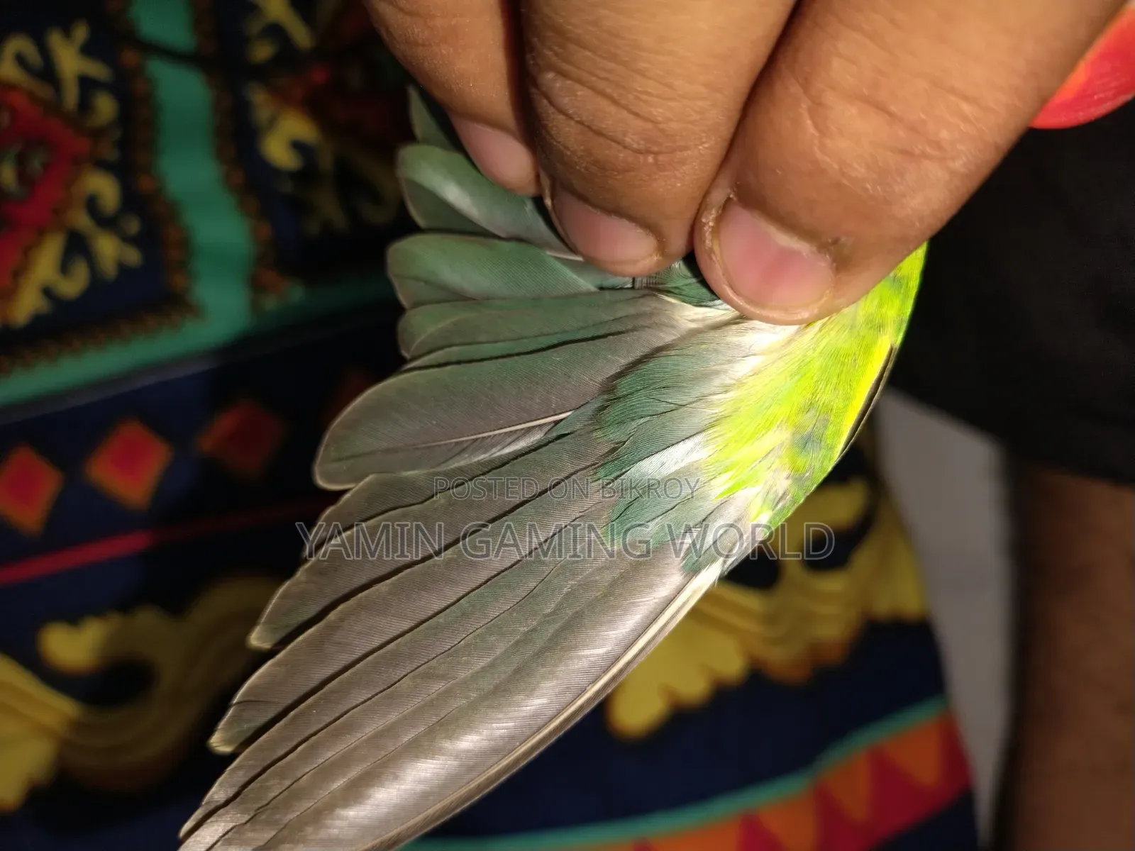 Super Tame Love Bird