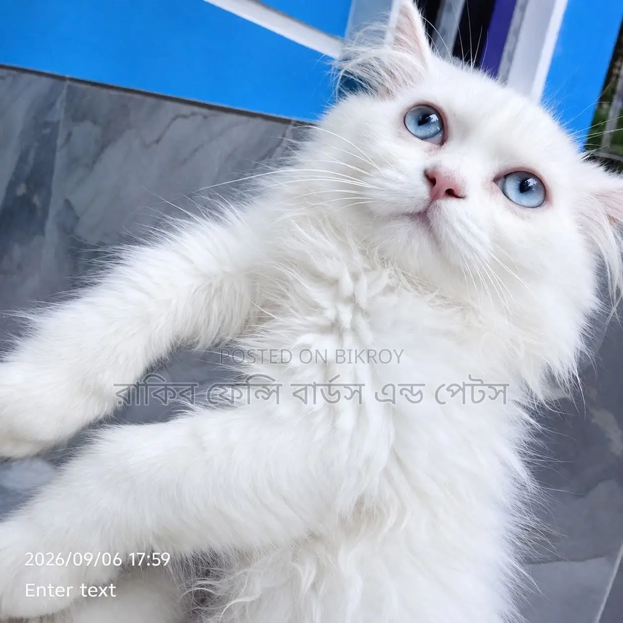 ১-৩ মাসের মেল পিউরব্রেড পার্সিয়ান