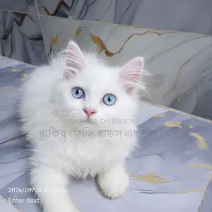 ১-৩ মাসের মেল পিউরব্রেড পার্সিয়ান