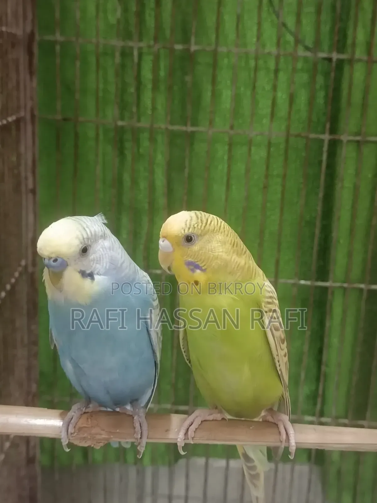 বাজিগর পাখি এক জোড়া ফুল ফ্রেশ
