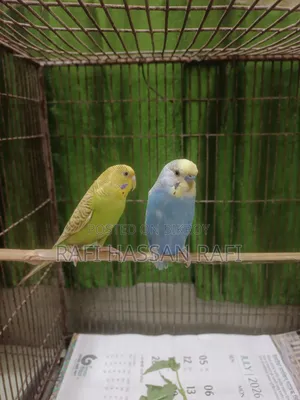 বাজিগর পাখি এক জোড়া ফুল ফ্রেশ