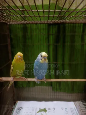 বাজিগর পাখি এক জোড়া ফুল ফ্রেশ