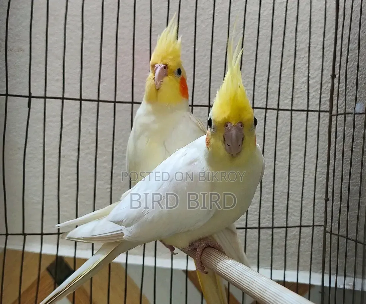 ২ জোড়া রানিং ককাটিয়েল