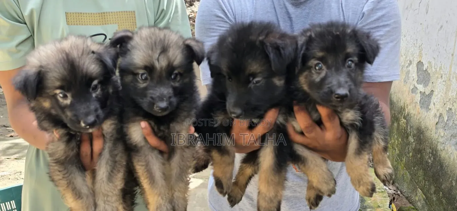 1-3 months Male Purebred German Shepherd