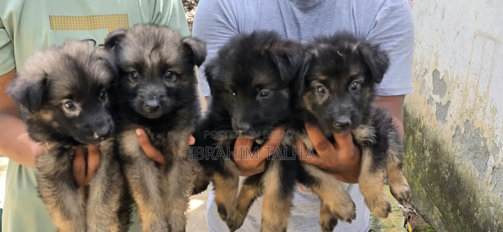 1-3 months Male Purebred German Shepherd