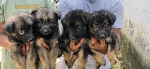 1-3 months Male Purebred German Shepherd