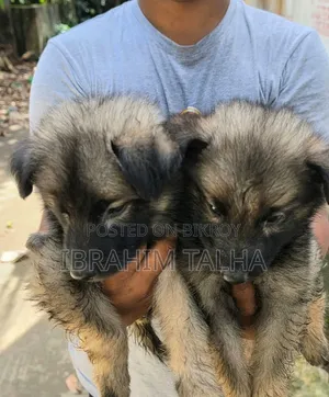 1-3 months Male Purebred German Shepherd