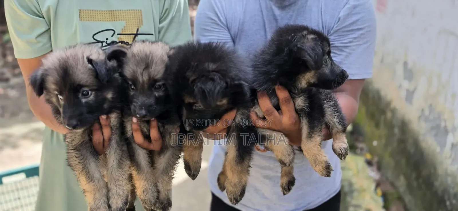 1-3 months Male Purebred German Shepherd