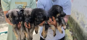 1-3 months Male Purebred German Shepherd
