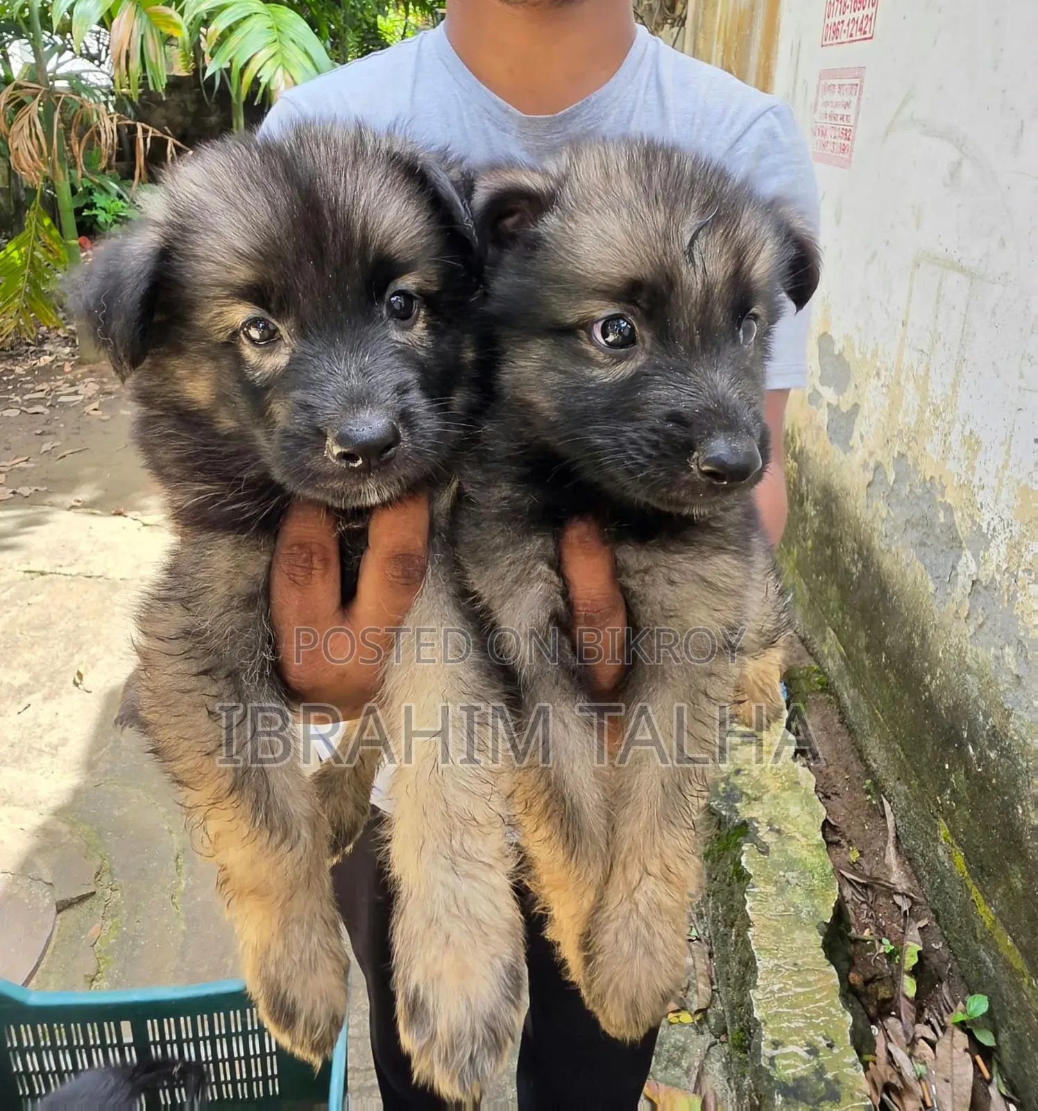 1-3 months Male Purebred German Shepherd