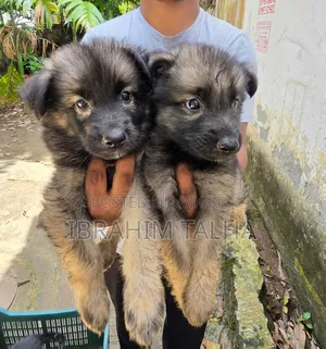 1-3 months Male Purebred German Shepherd
