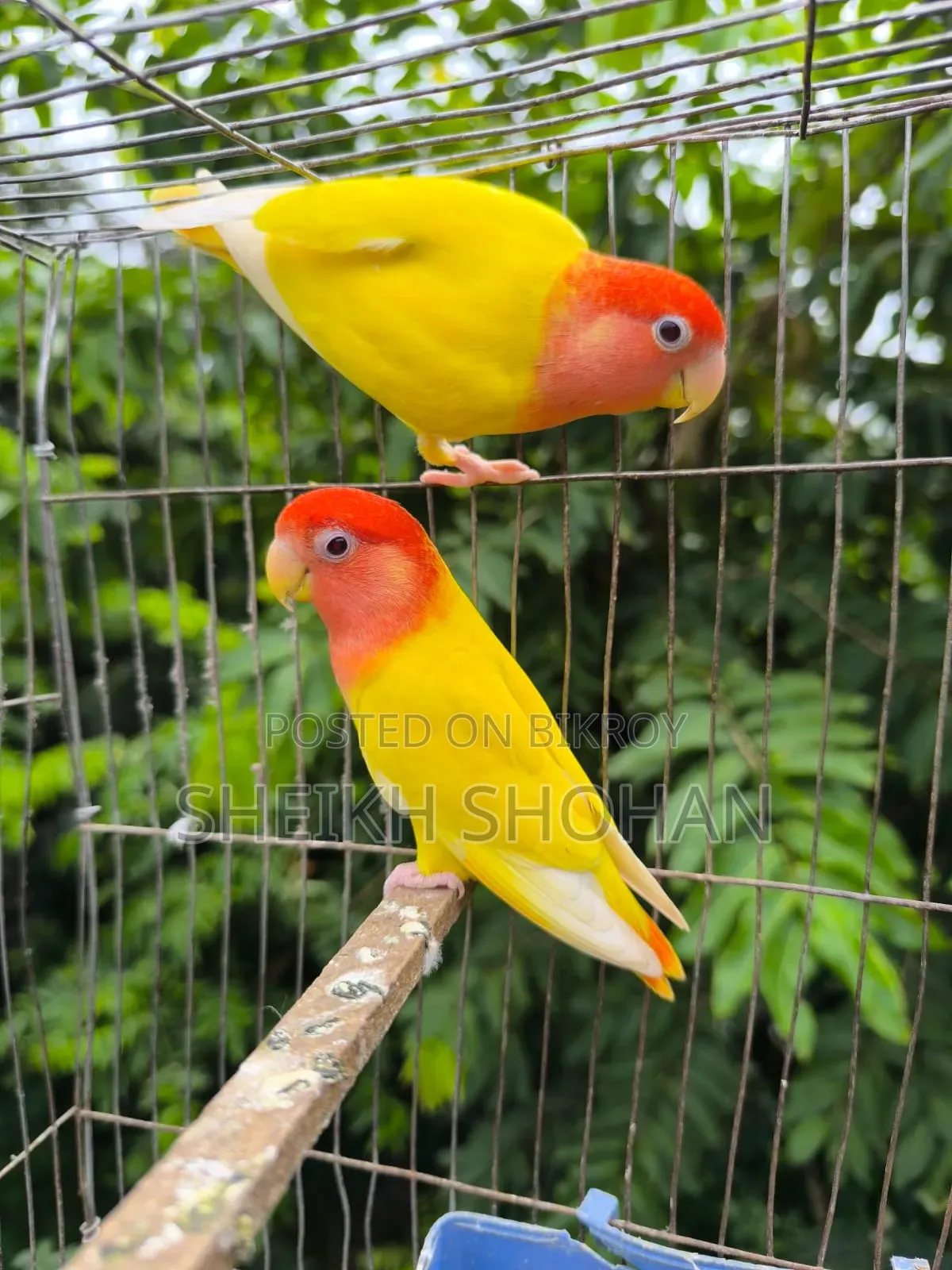 মাস্টার পেয়ার লাভ বার্ড