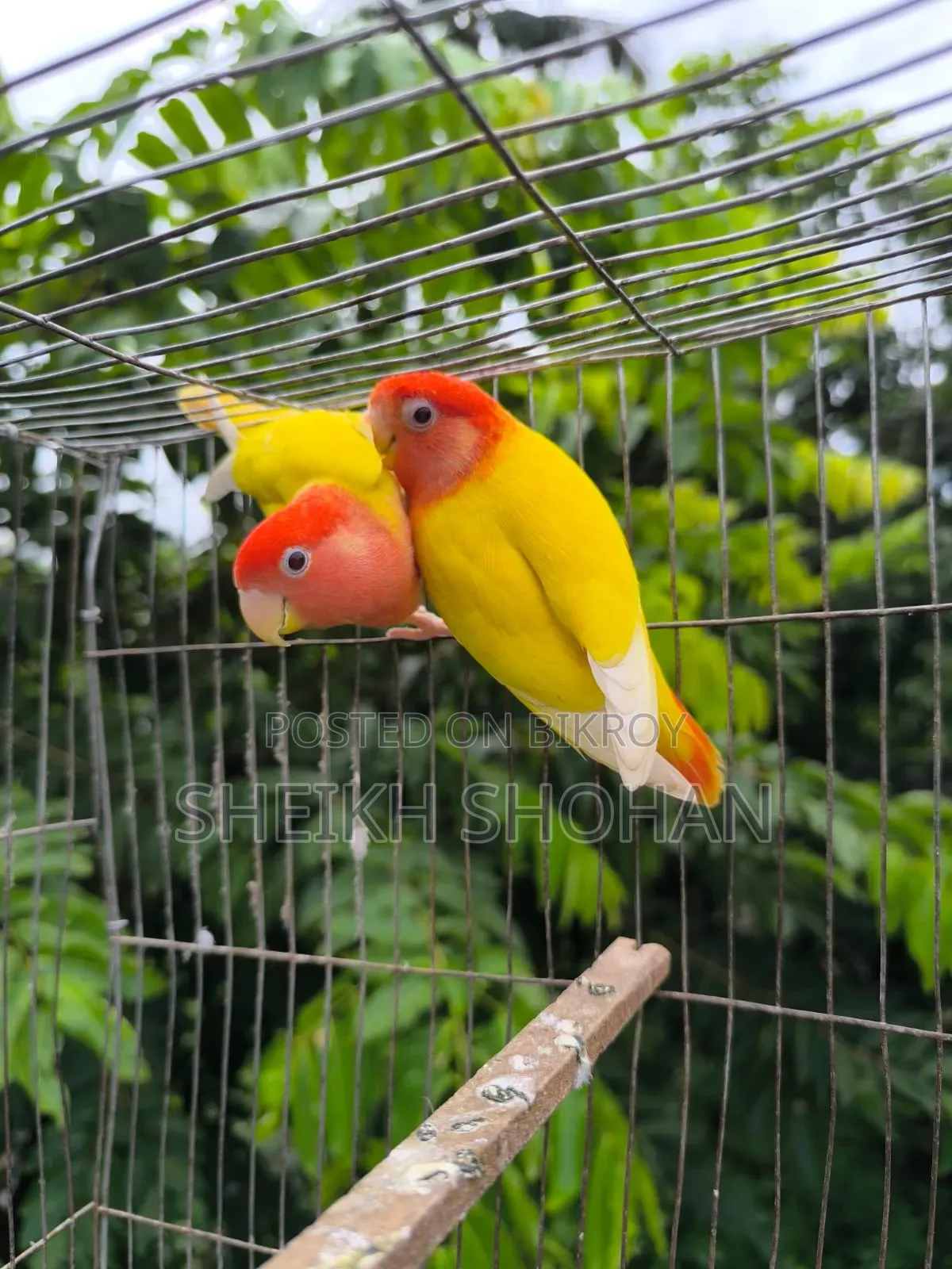 মাস্টার পেয়ার লাভ বার্ড