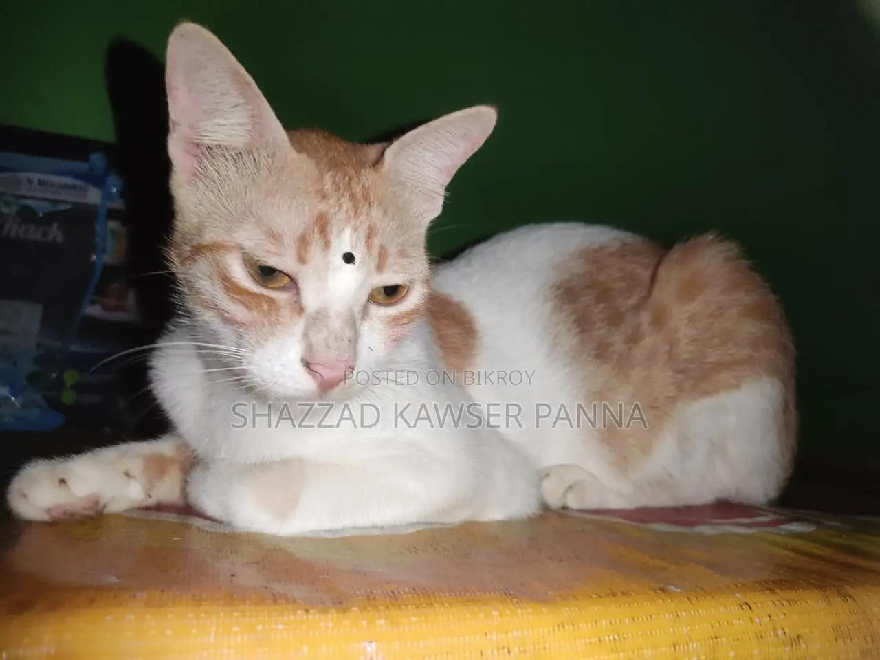 ১+ বছরের নারী খাঁটি জাতের বেঙ্গল বিড়াল