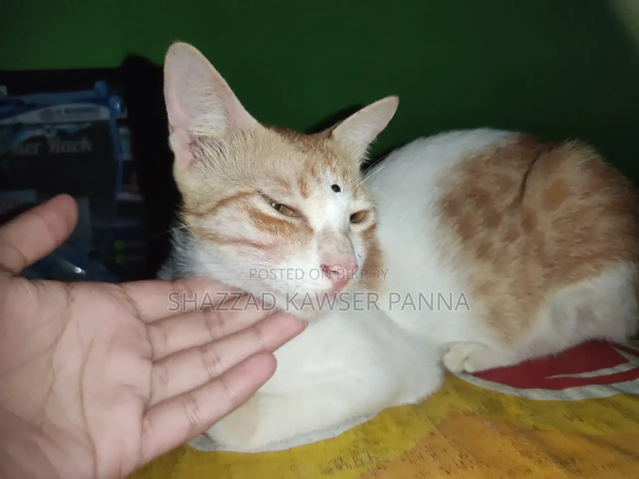 ১+ বছরের নারী খাঁটি জাতের বেঙ্গল বিড়াল