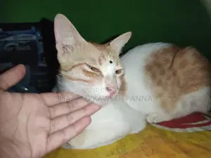১+ বছরের নারী খাঁটি জাতের বেঙ্গল বিড়াল