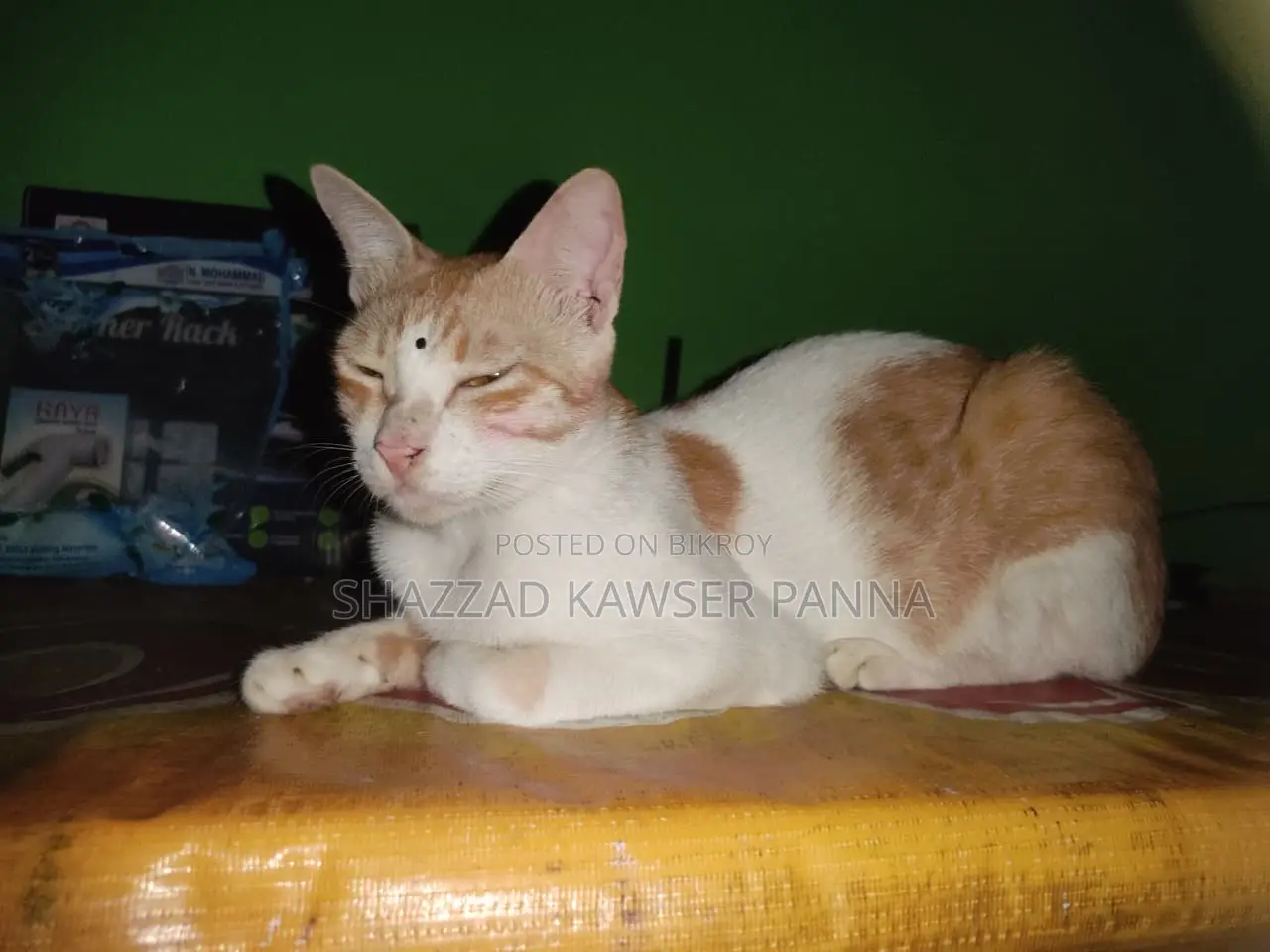 ১+ বছরের নারী খাঁটি জাতের বেঙ্গল বিড়াল